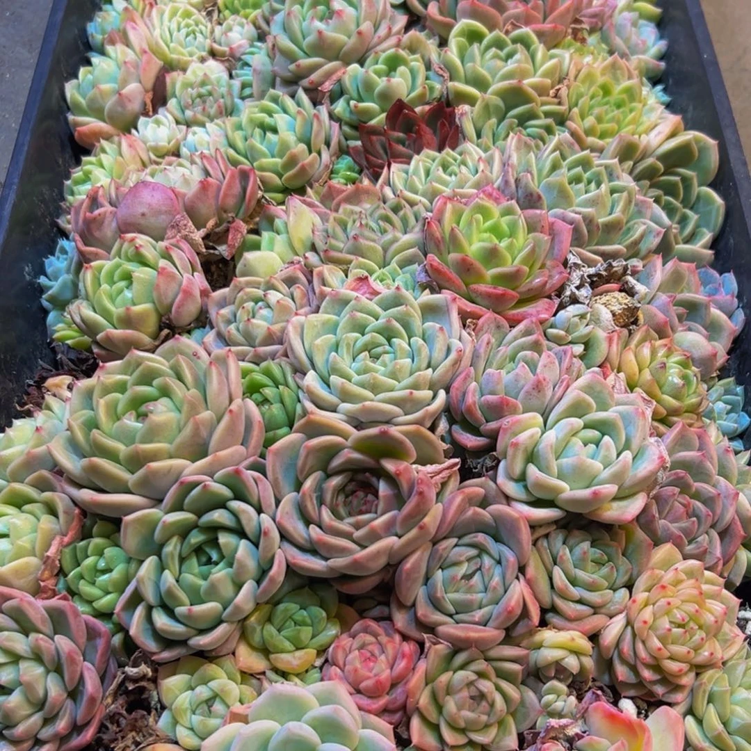 739先谢谢谢谢谢谢谢谢