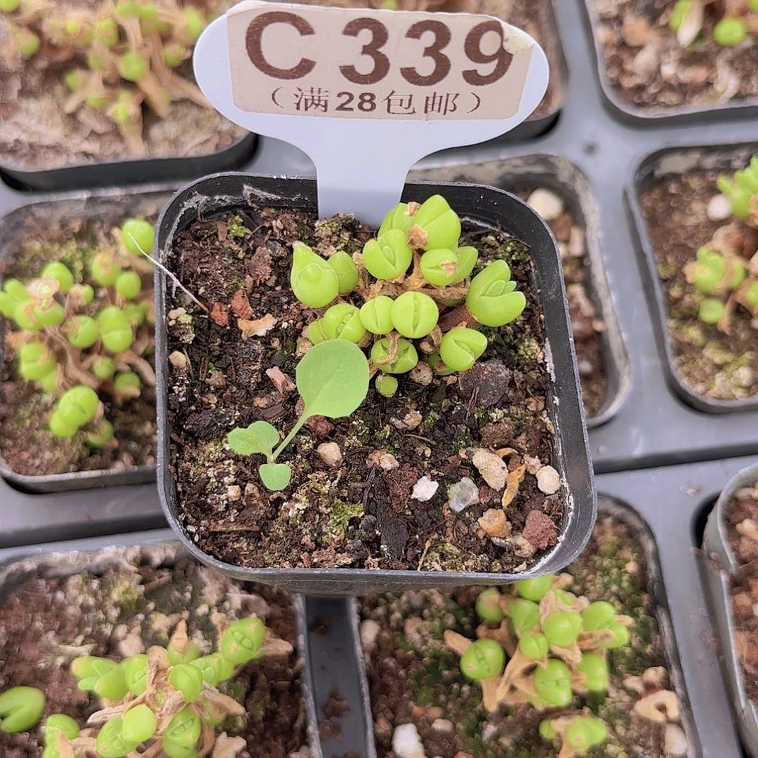 静***默C339短耳兔一物一拍