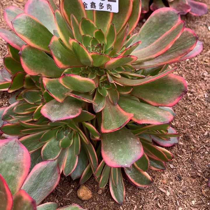 用****5352多肉植物一物一拍