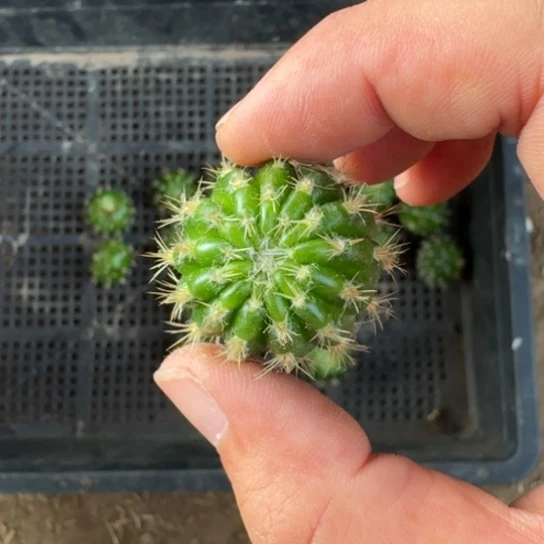 375丽花L33牡丹歪2到3公分左右无根侧牙，20包邮