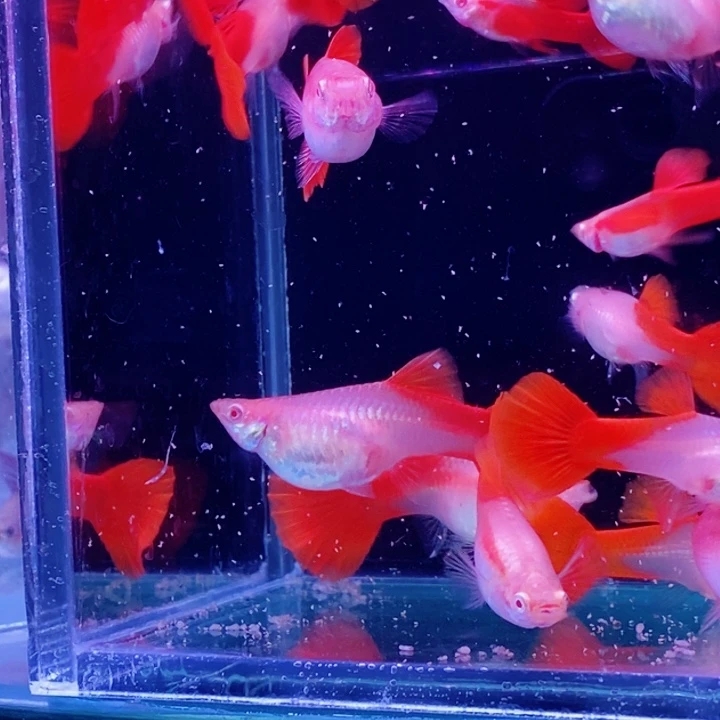 孔雀鱼大血红20条