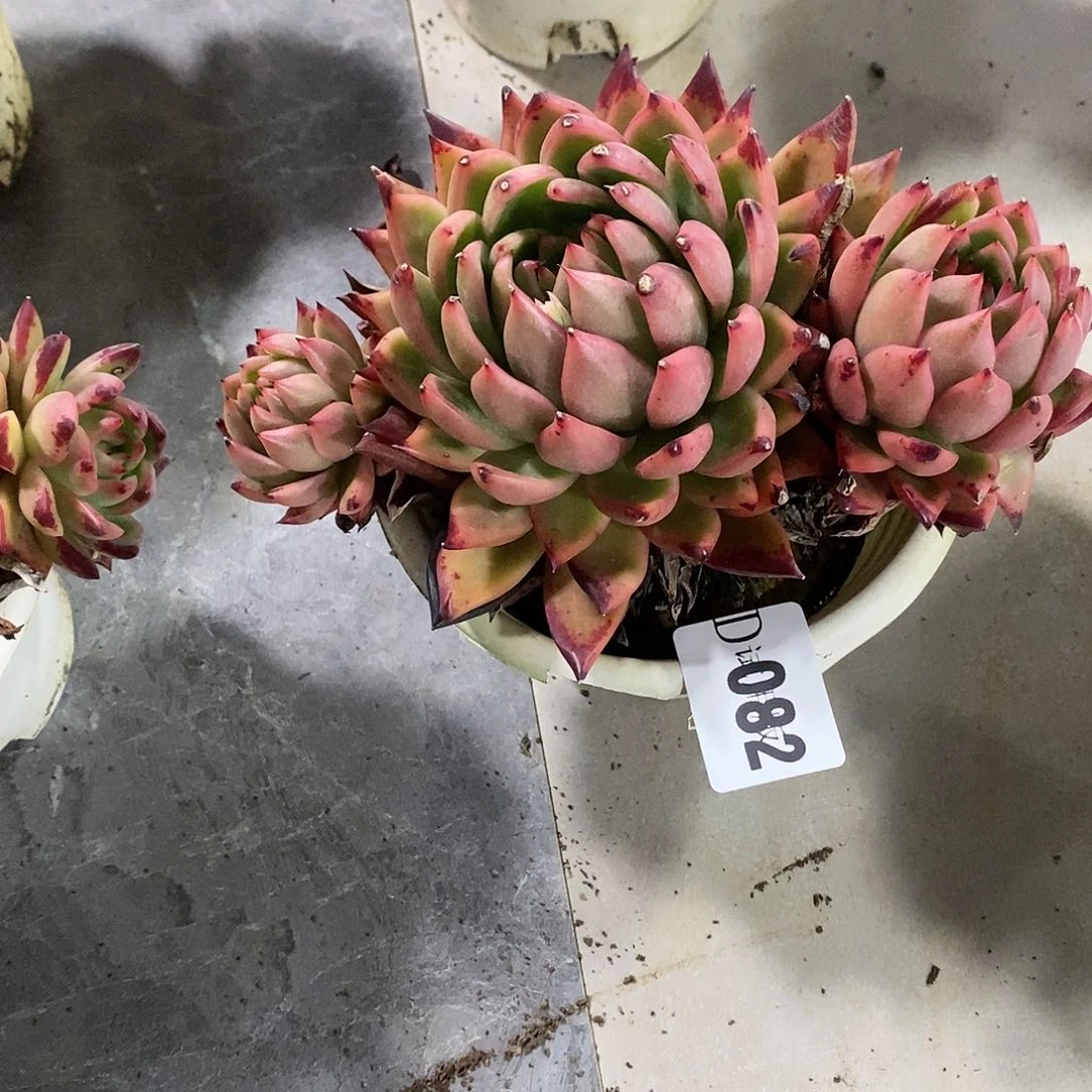 阿**主082佛光多肉植物