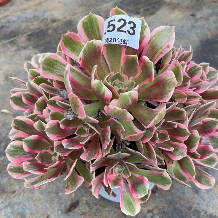 瑞妈多肉植物523.