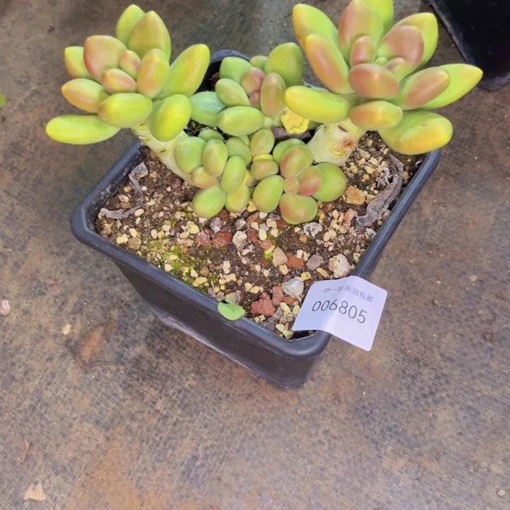 妧***儿多肉一物一拍6805