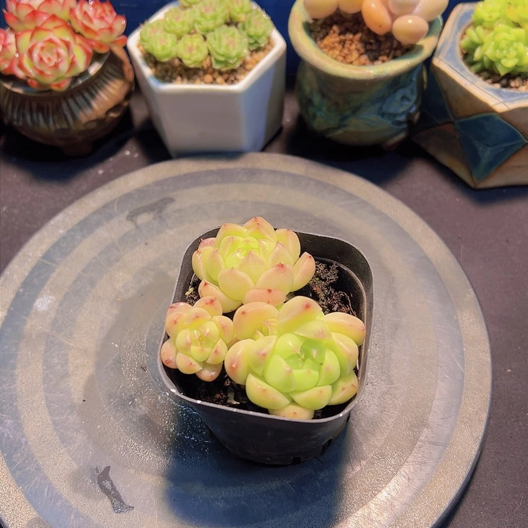 蒙****郎珍妮，多肉植物，