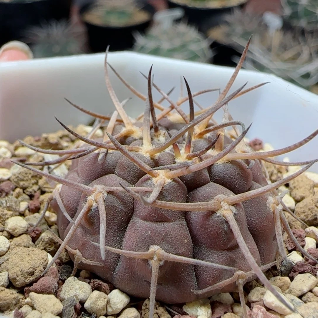 实生武勋丸多肉000