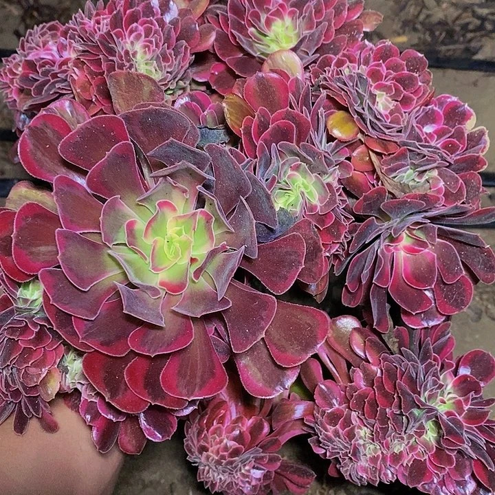 多肉植物保护研究所