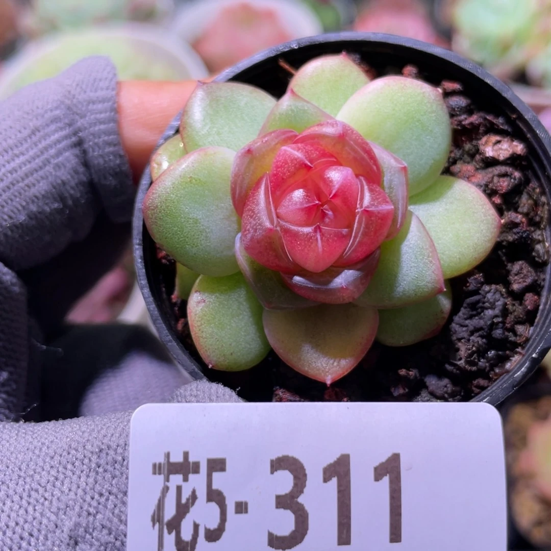 花利美5-311新品珍妮