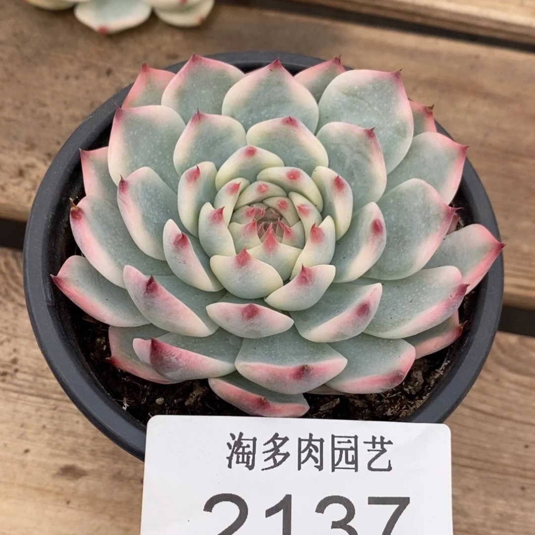 吉娃娃锦多肉植物2137