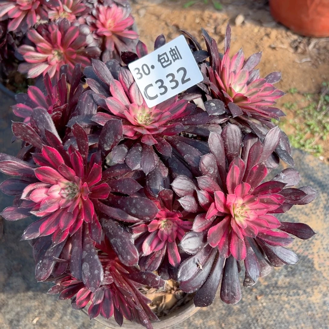 332 黑天鹅多肉法师