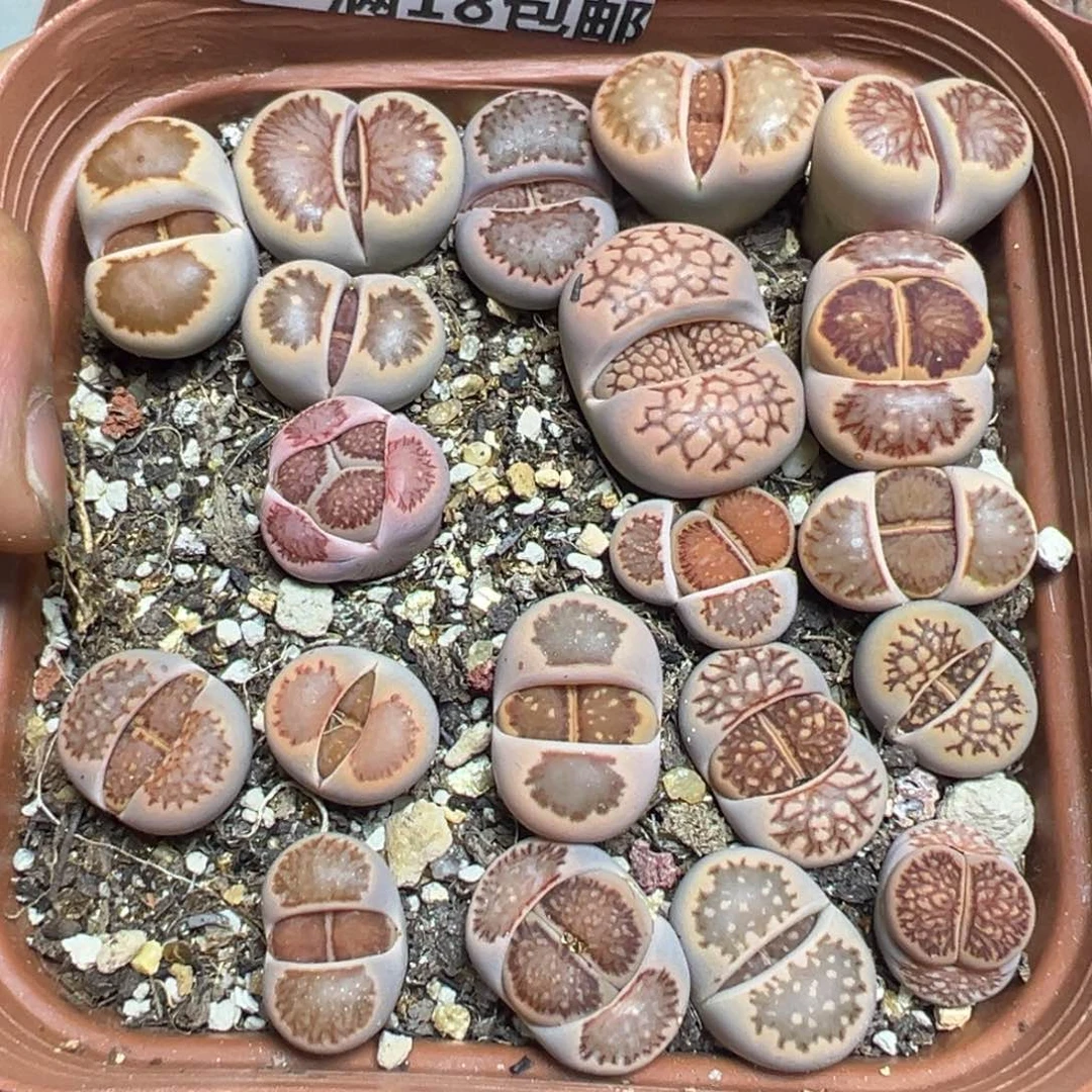 【闪购商品】 469。