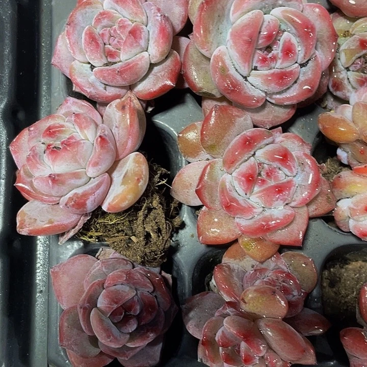 小紫皮星影1元带土