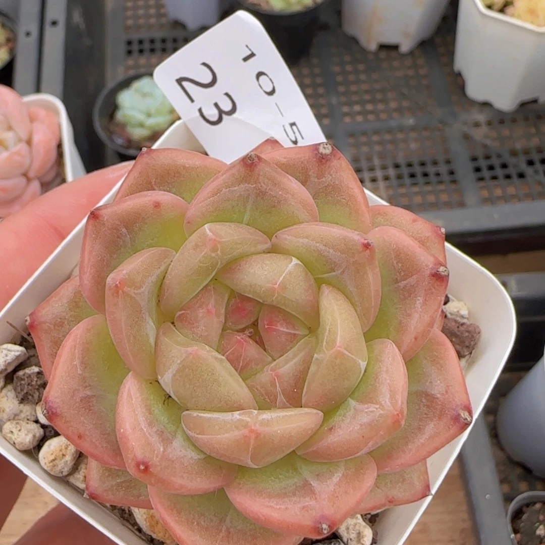 珍妮单头一颗脱土发货