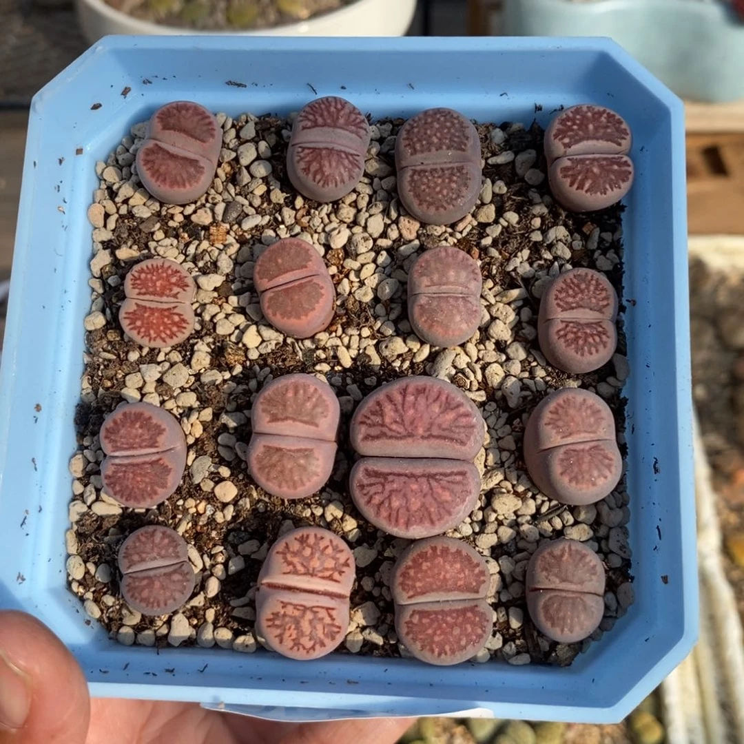 5735 紫菊十方盆带盆土