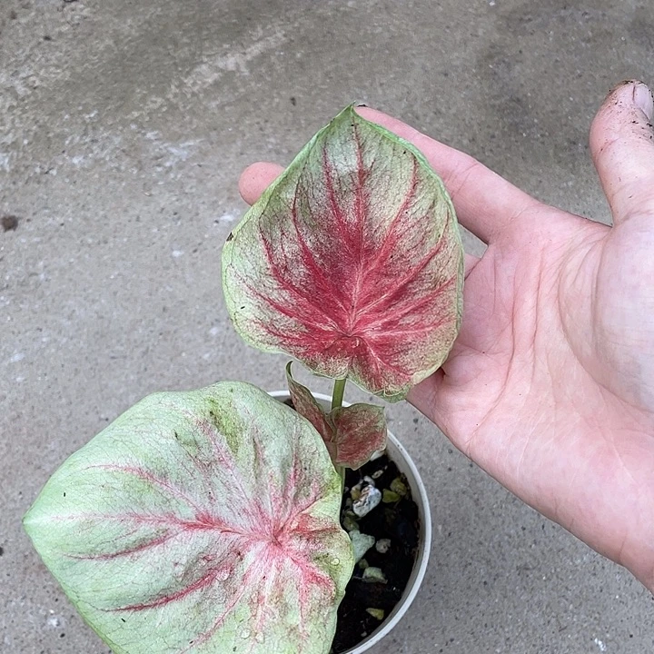 无花朵水蜜桃不售后