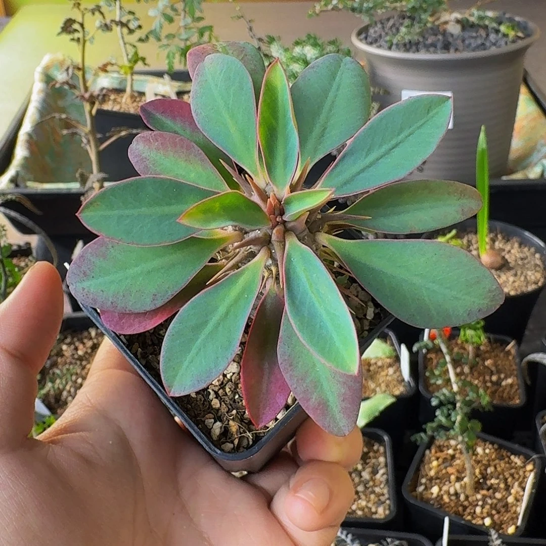 实生杜兰尼大戟带盆土顺丰空运包邮