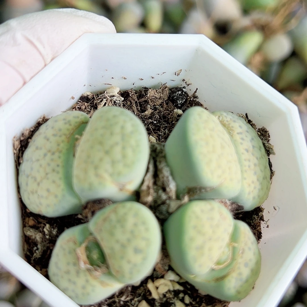 1004 好养易活生石花大母本