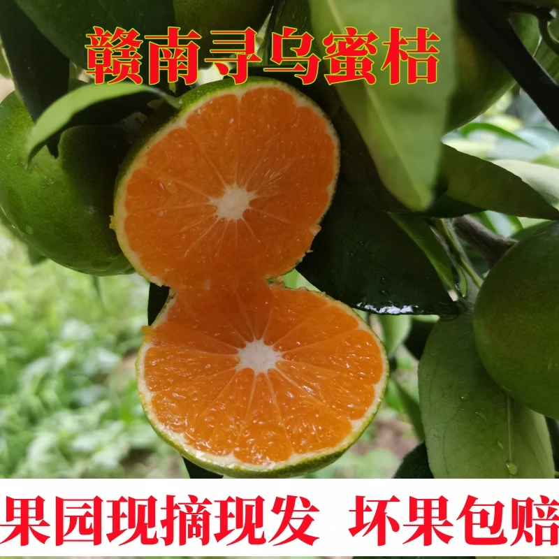 赣南寻乌青皮蜜橘新鲜现摘薄皮多汁酸甜爽口应季水果5斤装
