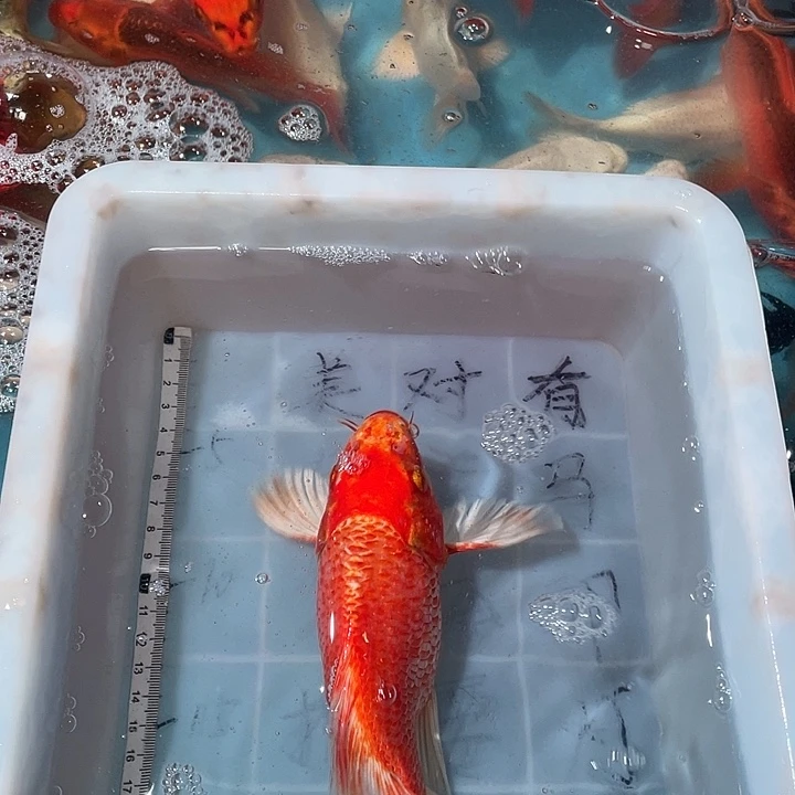 蝴蝶鲤鱼渔场直发79