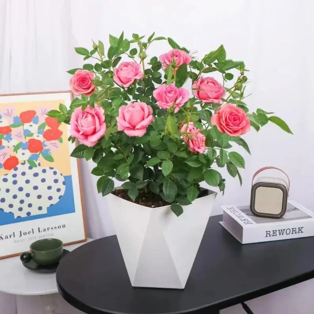 (仙度瑞拉)盆栽带花苞多季开花阳台庭院花卉种植养护