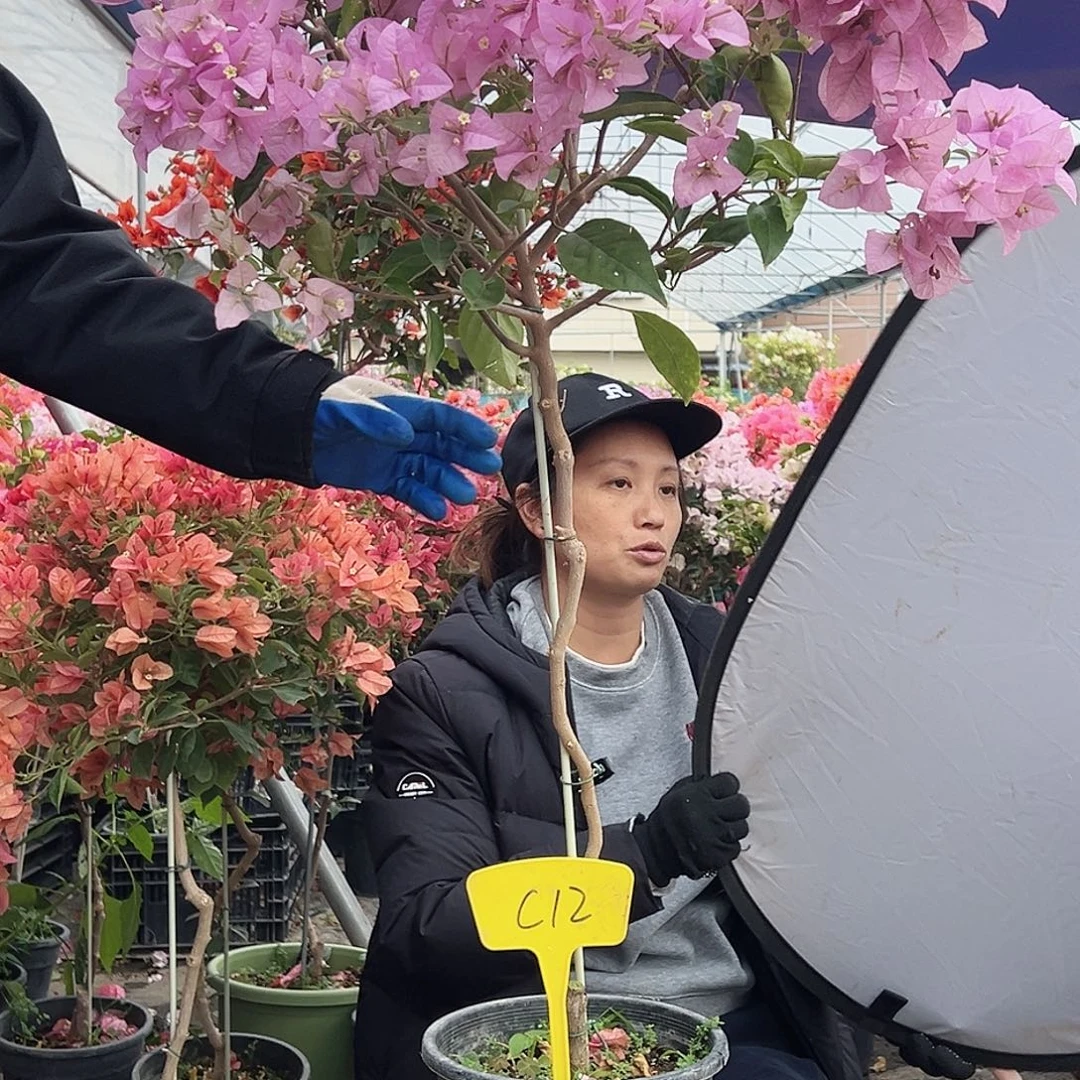小***幸大部分花苞少量开放C12赛佛里