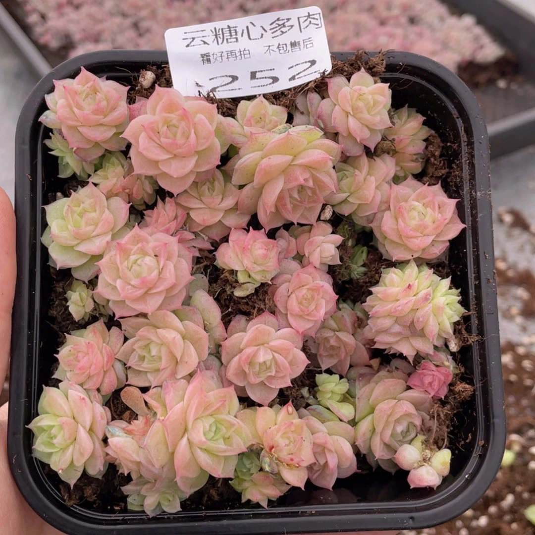 云糖心多肉植物252