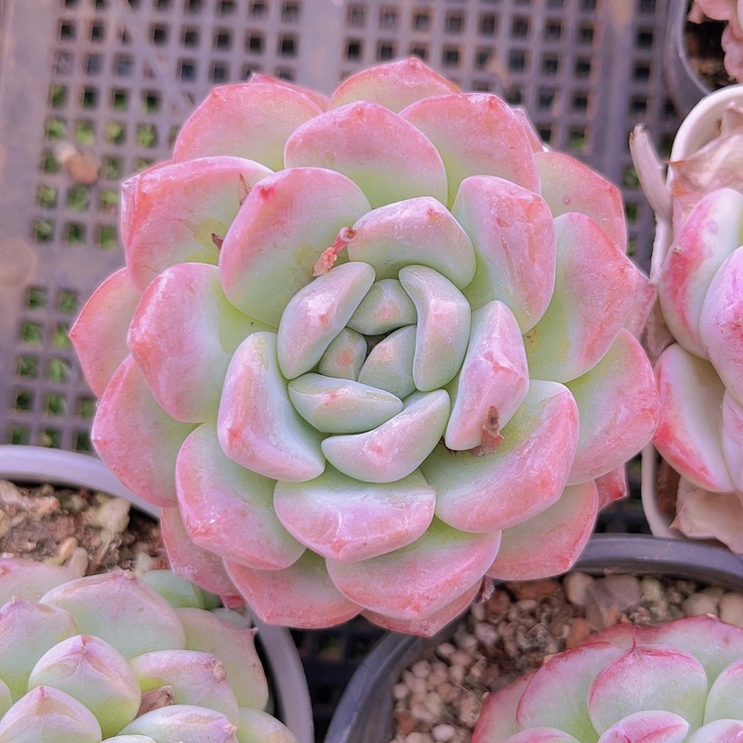 粉色98888888888888