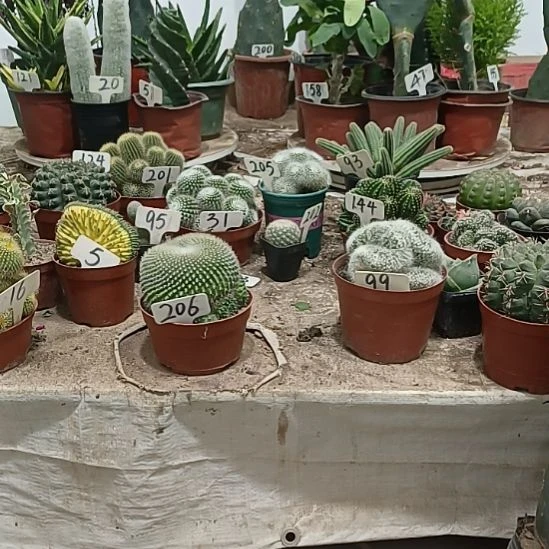 青雪光仙人球，，，，，，，