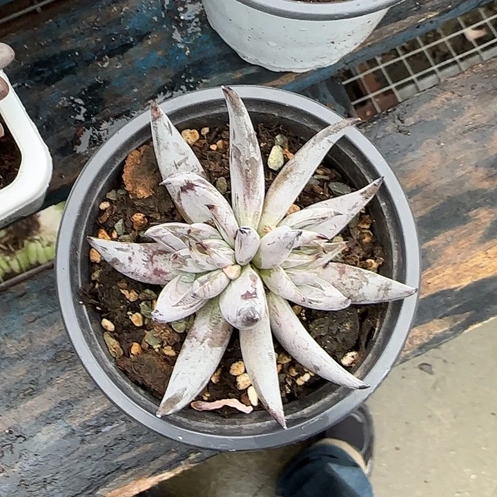 青蛙王子儿童牙膏11