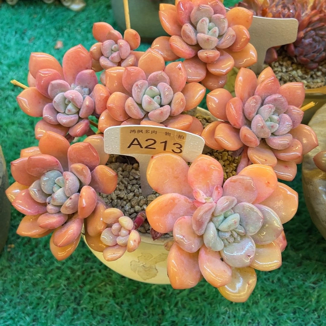 白露，，，，，，，，，，，，，，，，，，，