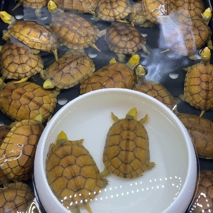 爱***豆母绿毛龟12345679