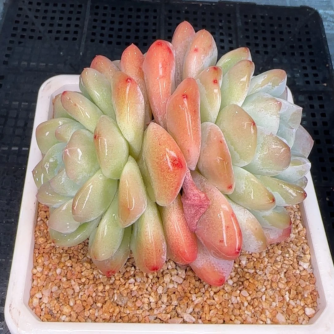 从前慢花园精选0116-冰玉