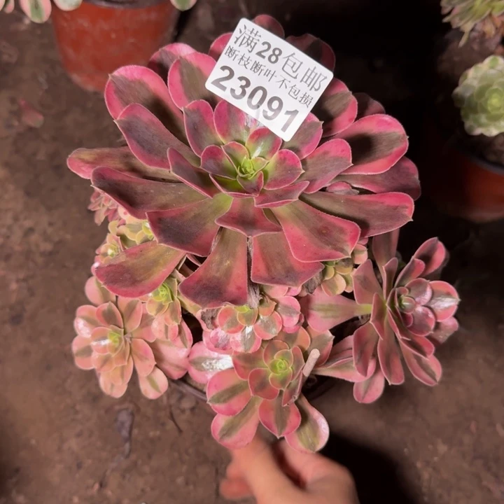 23091美杜莎多肉植物