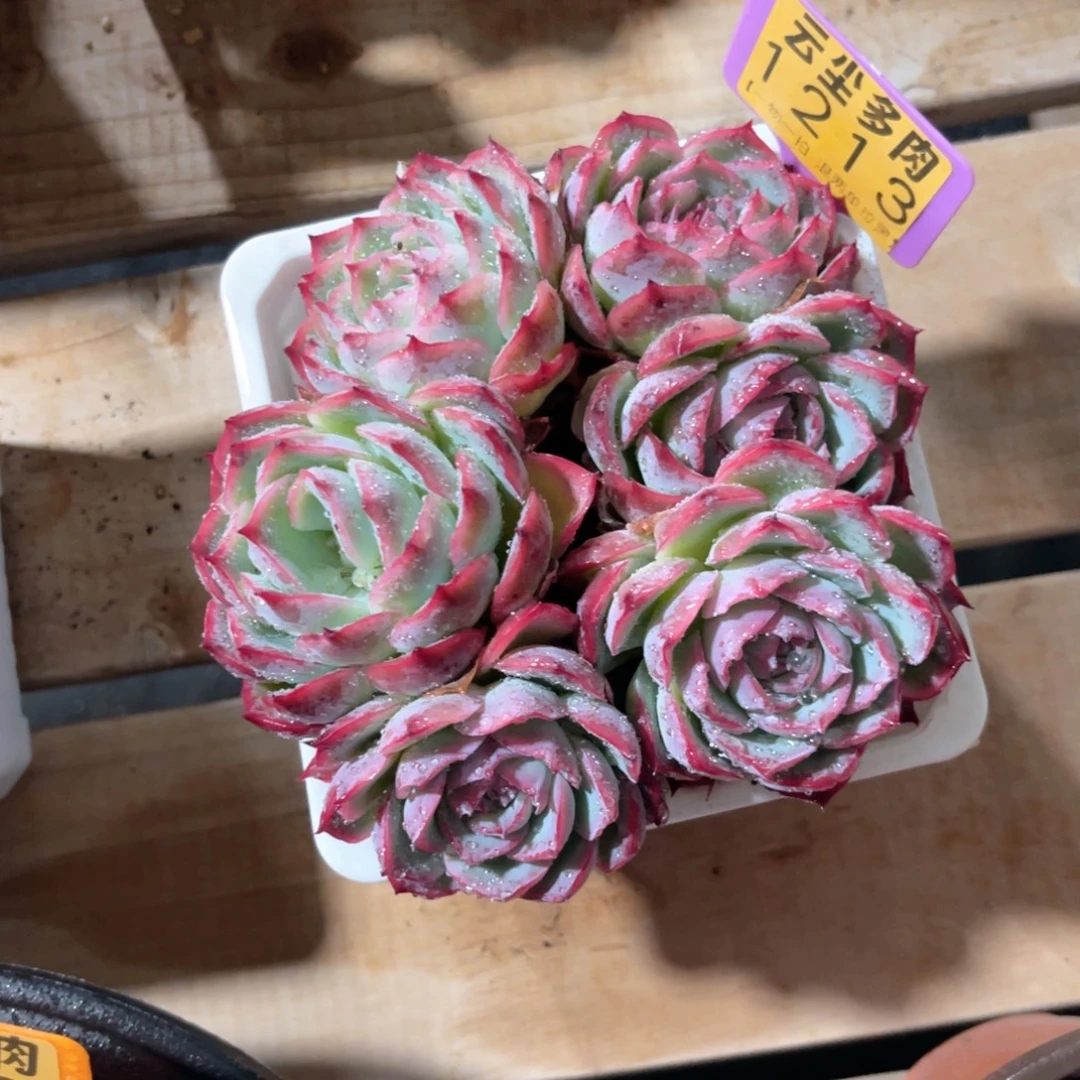 妞***妞云尘多肉一物一拍1231，