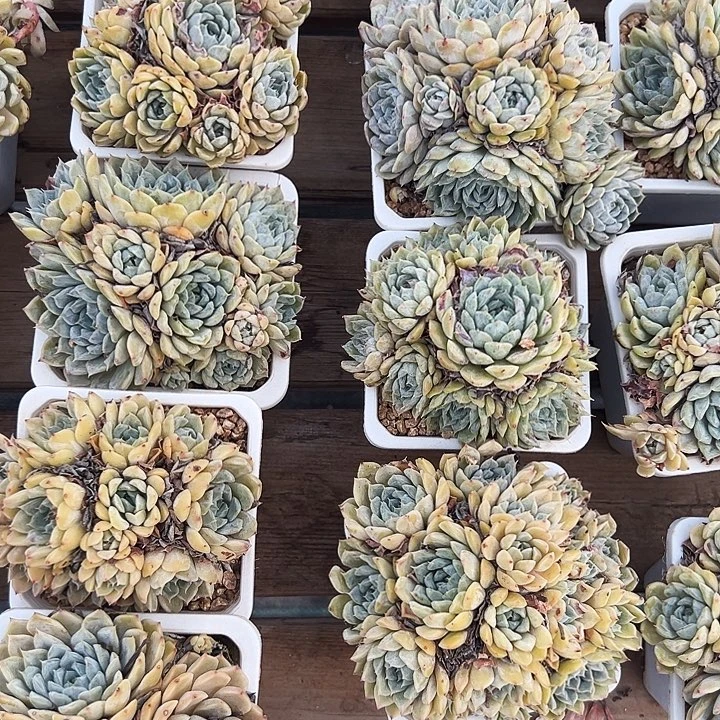 玛丽贝尔  福利多多