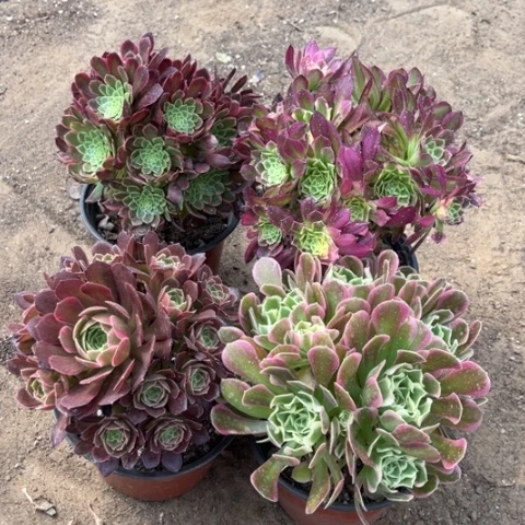 978多肉植物组合