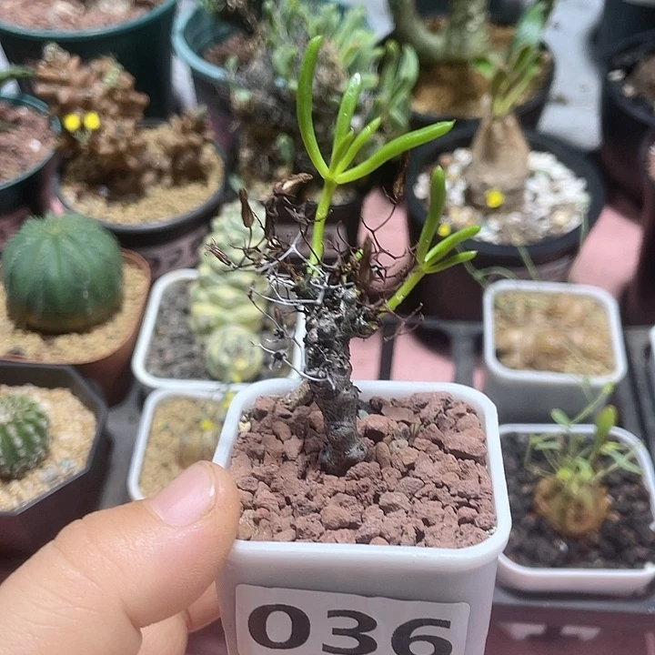 036产地奇峰锦万物想