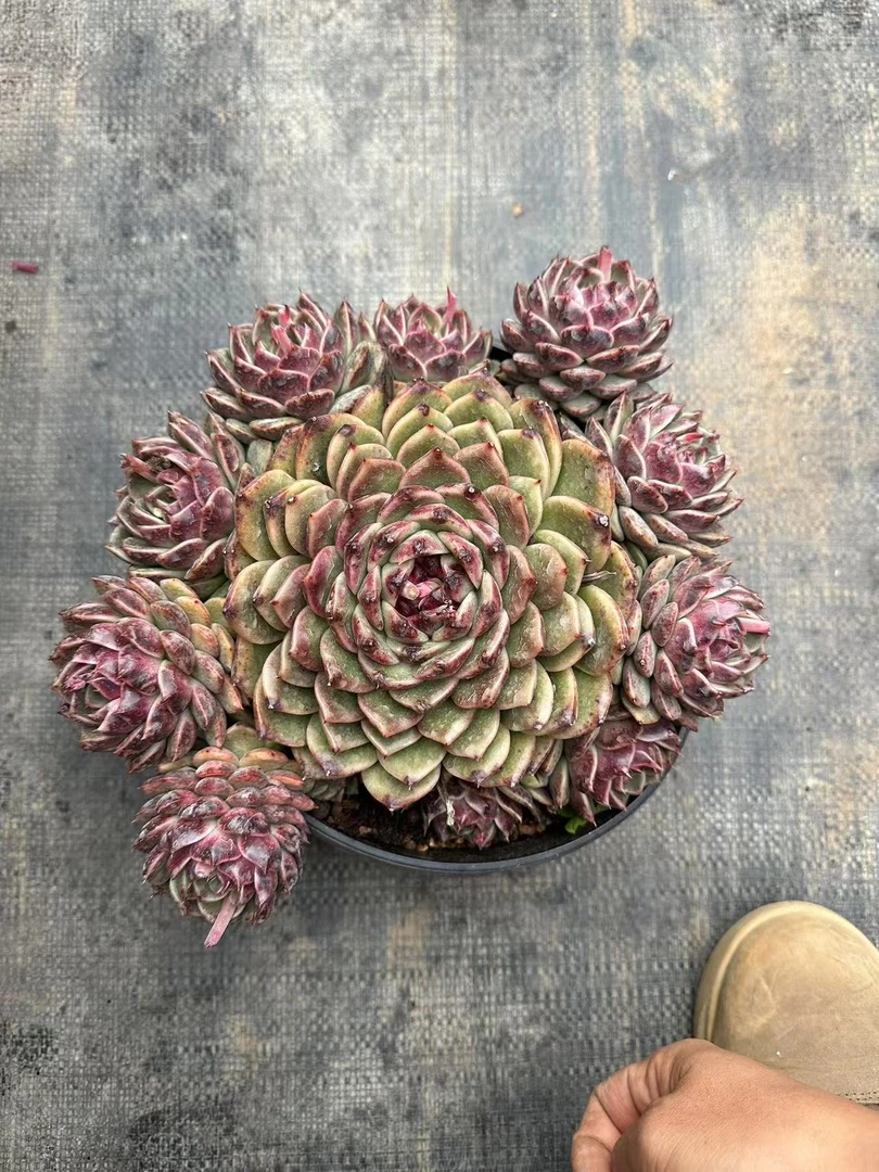 20#石榴优秀版多肉植物 前男友精品多肉