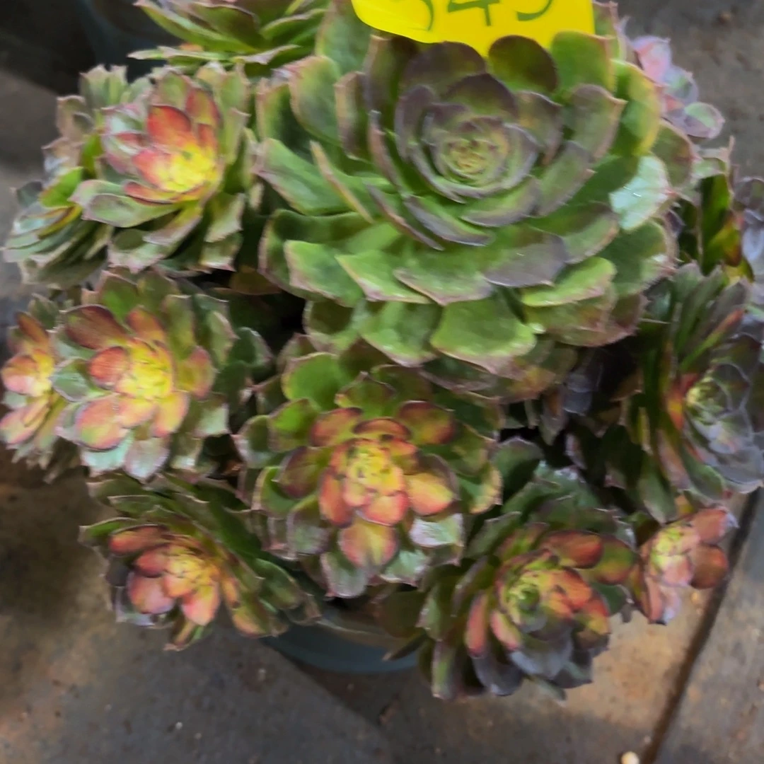 哈哈多肉葡萄福利545