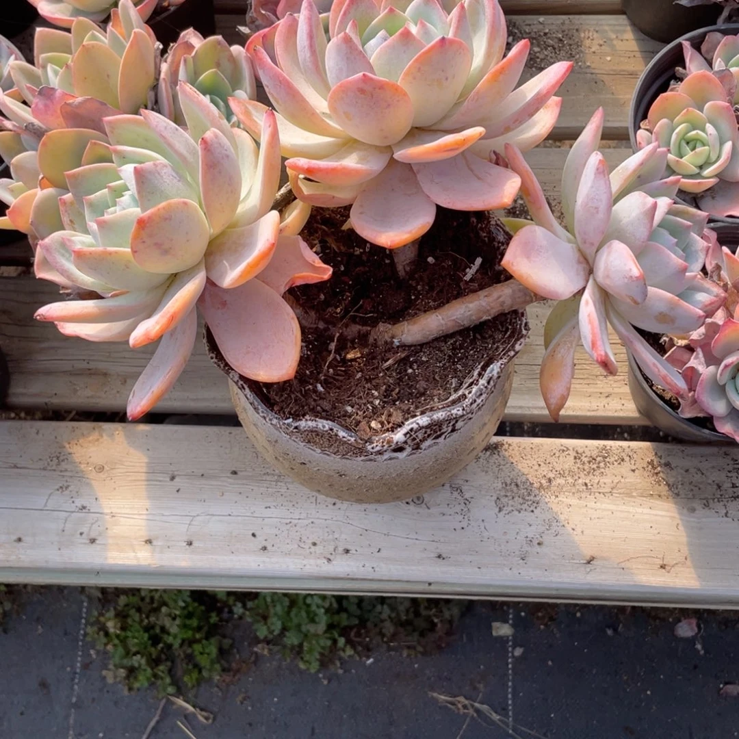 芊****0406  凤橙  六月六