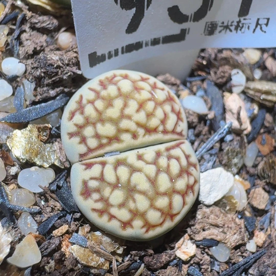 zzzzz生石花肉锥951抹茶巴黎