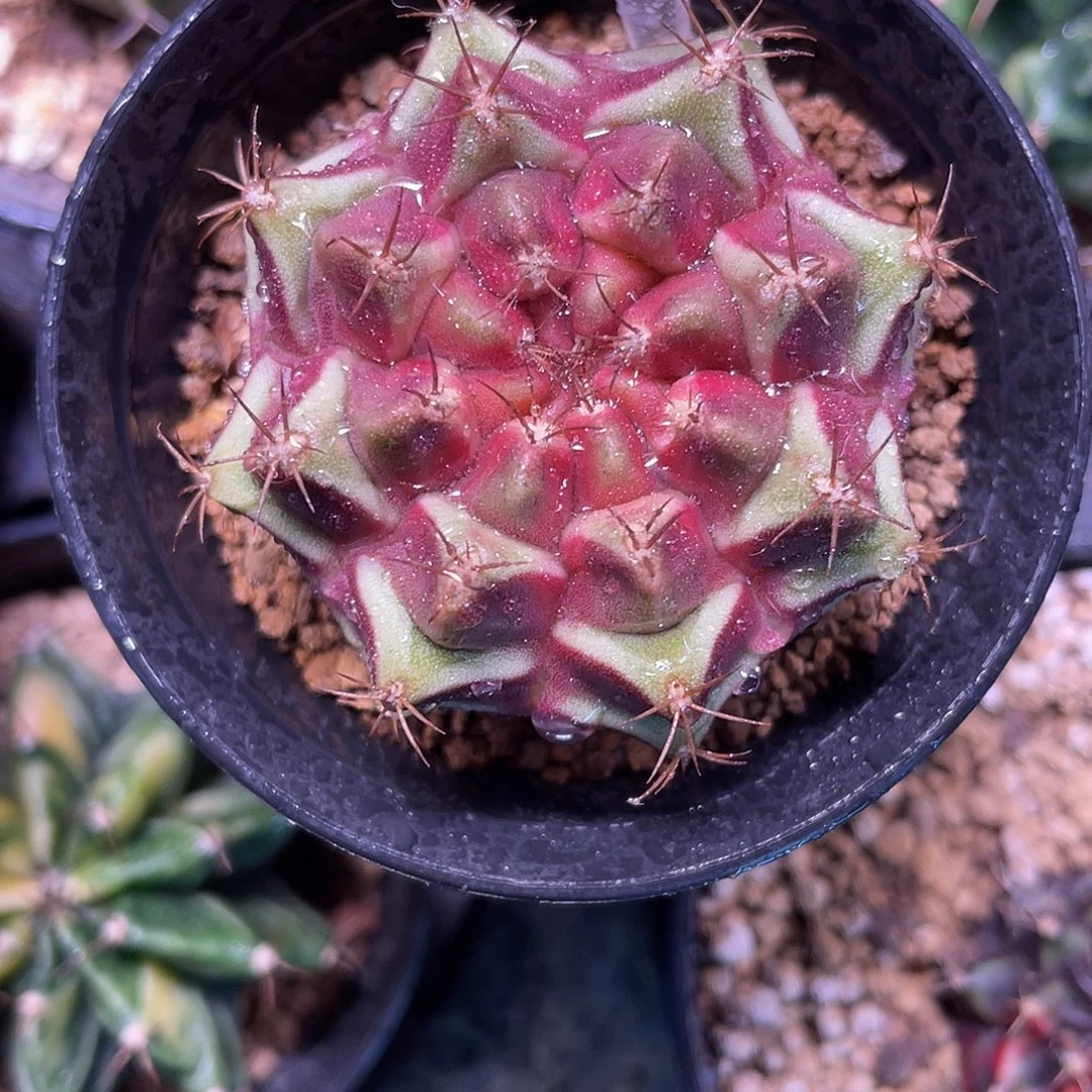 1-258米哈皮色球4.1厘米