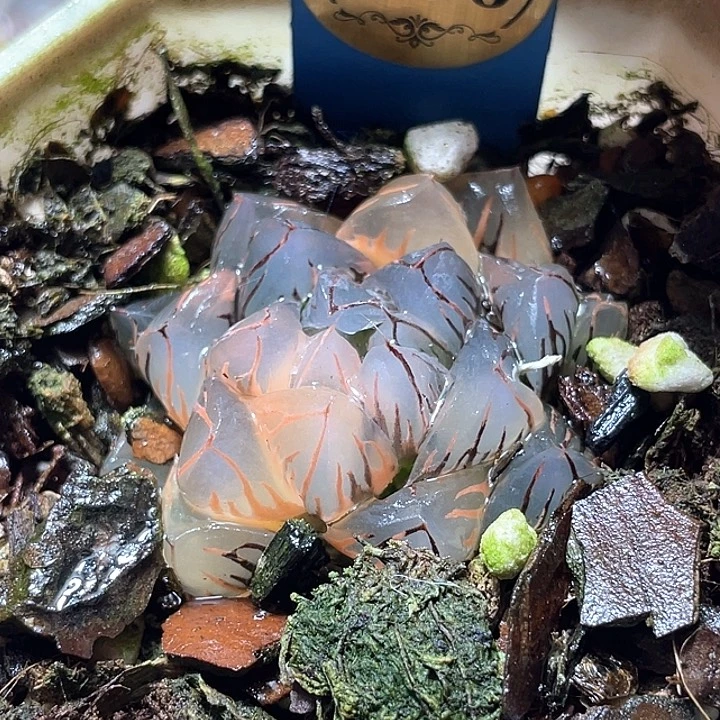 606水中虐锦特选福利