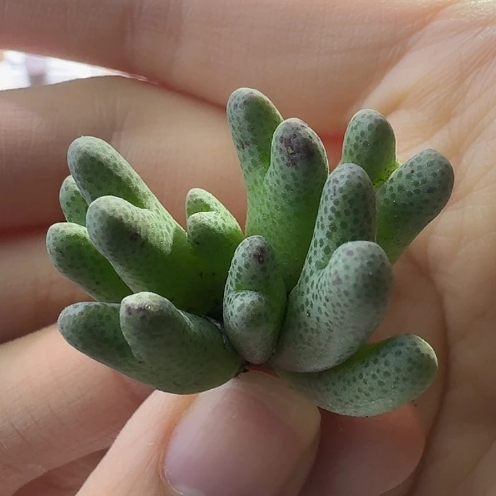 68号955d斑马一物一拍