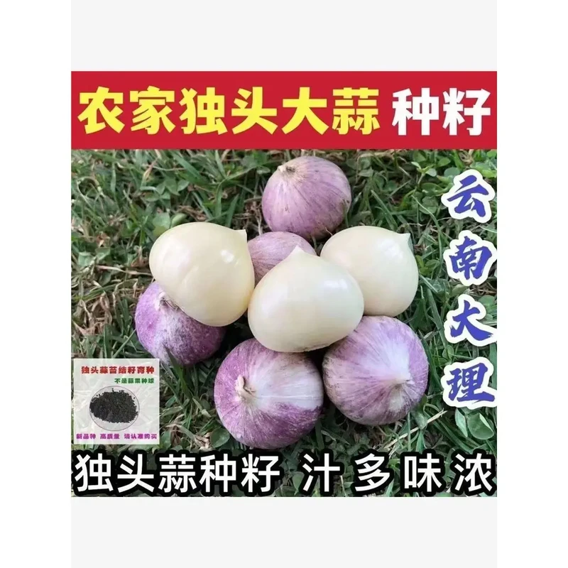 【独头蒜种耔】紫皮云南种耔产量高四季播种独头大蒜圆头蒜种