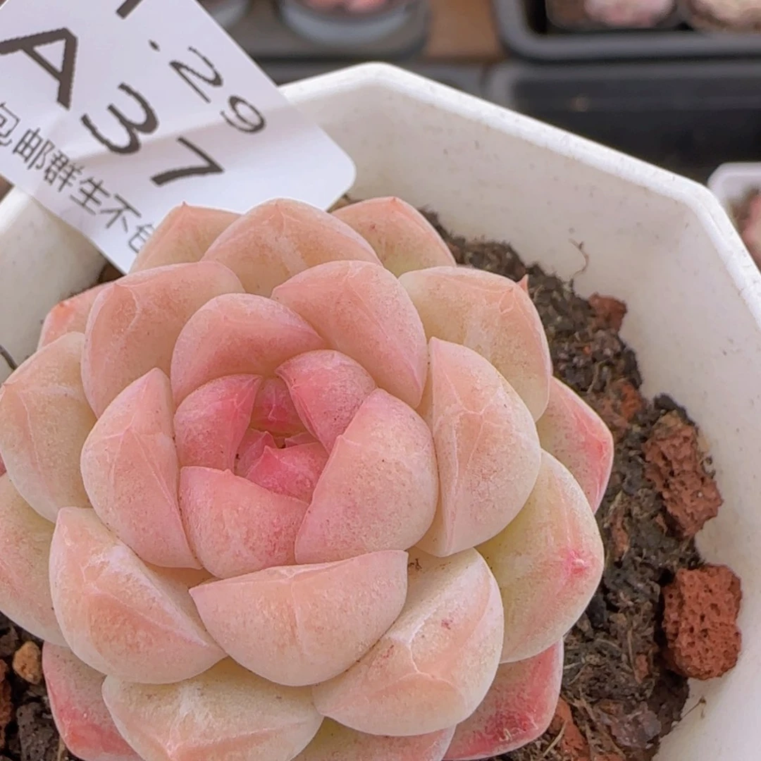 粉黛珍妮单头一颗