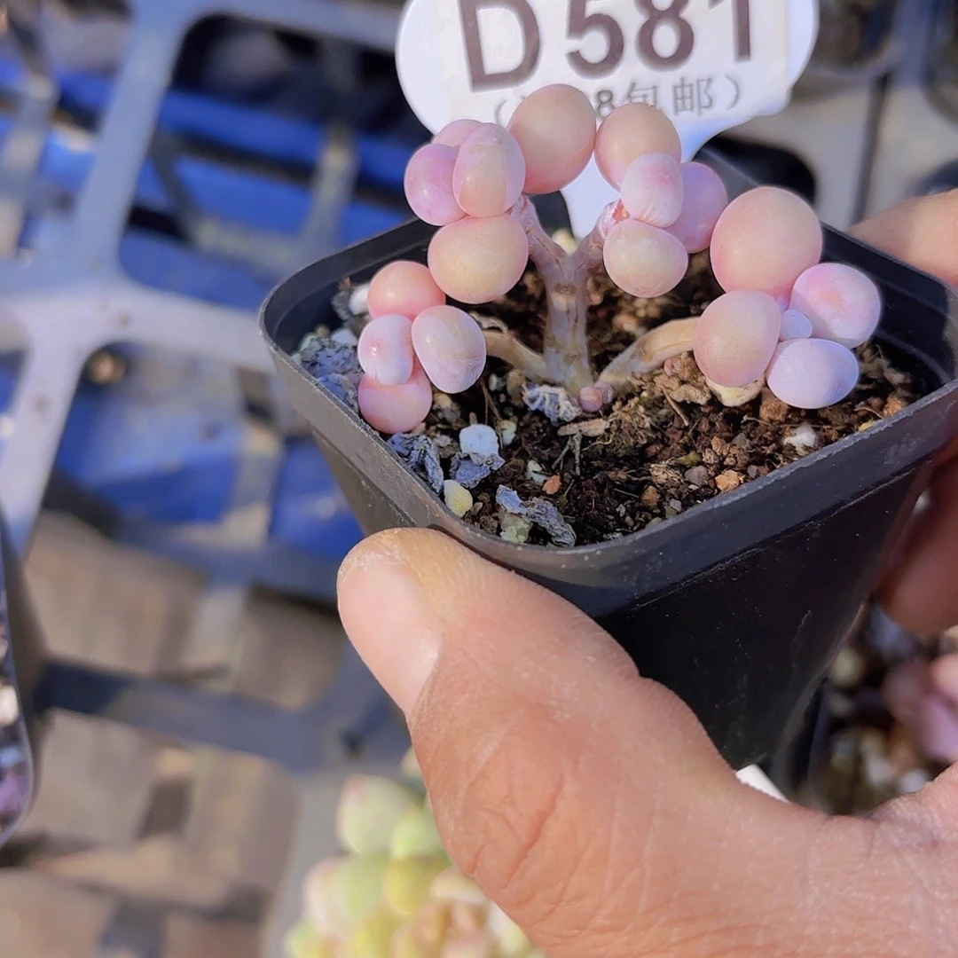 D581丸叶糖果一物一拍