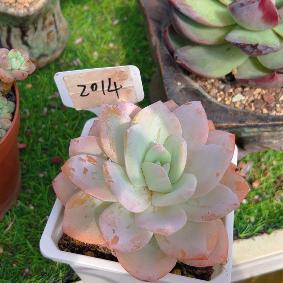 抹茶2014号一物一拍