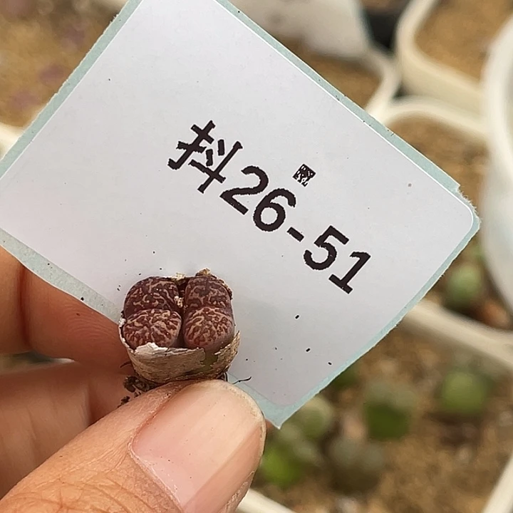 朝***朝26-51肉锥多肉植物