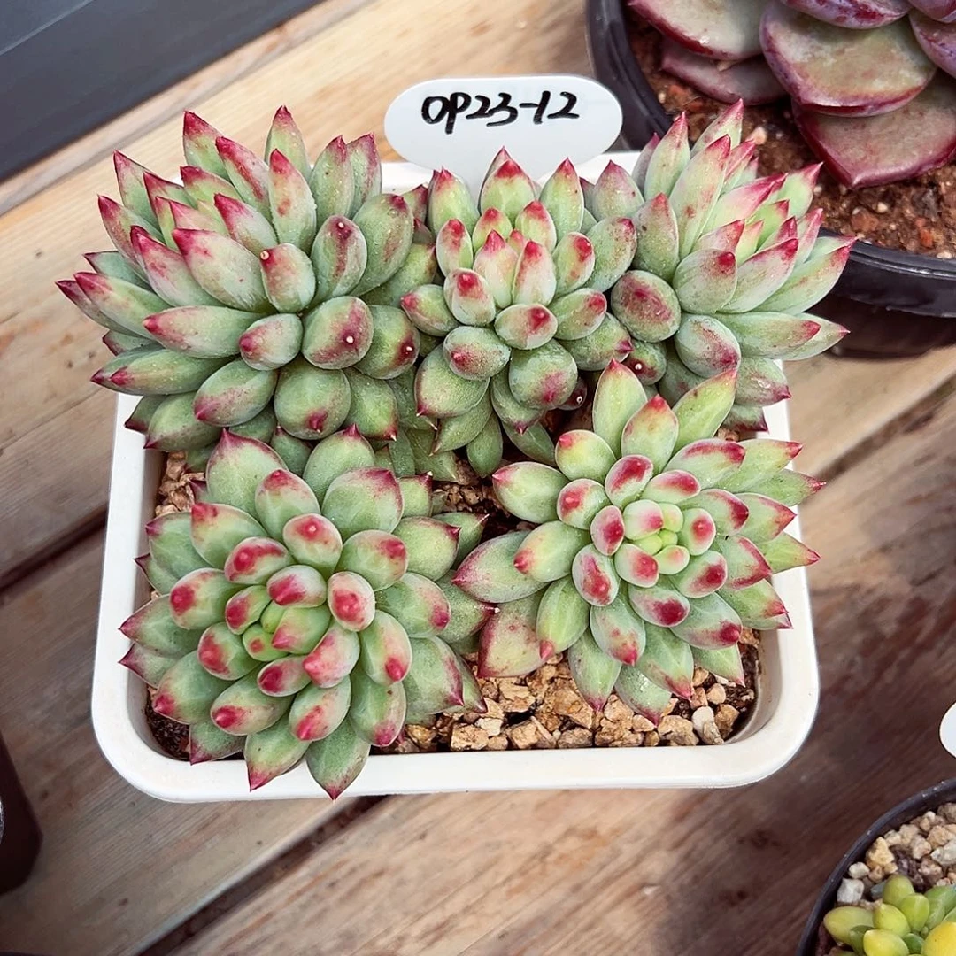 0923-12二代虞。。。
